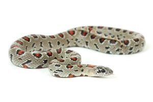 Lampropeltis mexicana mexicana